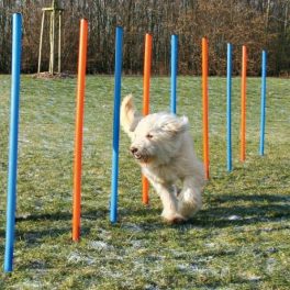 Trixie agility szlalom szett