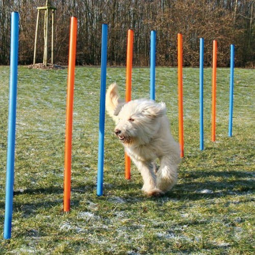 Trixie agility szlalom szett