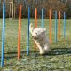 Trixie agility szlalom szett